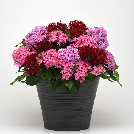 Пентас ланцетовидный (Pentas lanceolata) Lucky Star Mix, 50 драже