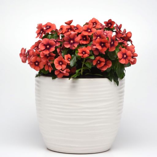 Катарантус розовый (Vinca rosea) Tattoo Tangerine, 50 семян