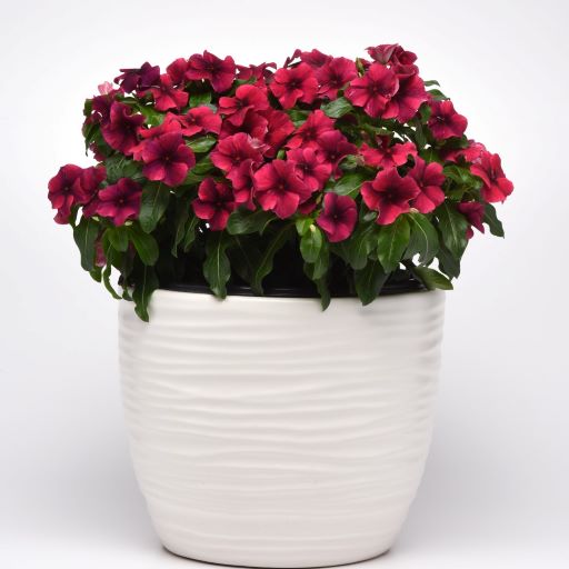 Катарантус розовый (Vinca rosea) Tattoo Black Cherry, 50 семян