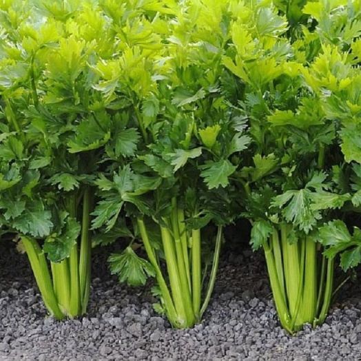 Сельдерей листовой Нежный, 5г семян