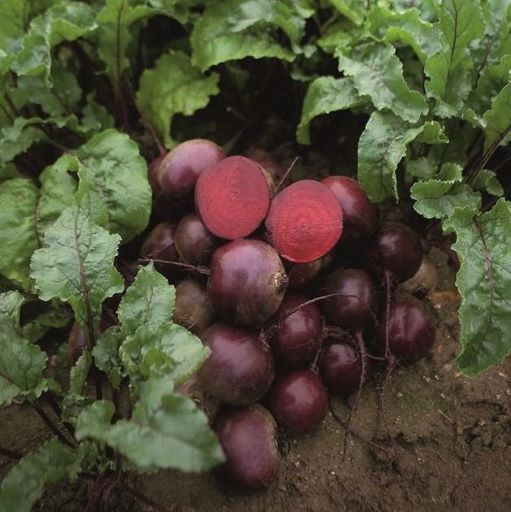 Свёкла столовая Экшен F1, 5г семян