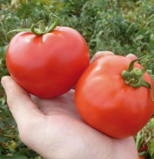 Томат детерминантный ТАНЯ F1, 500 семян
