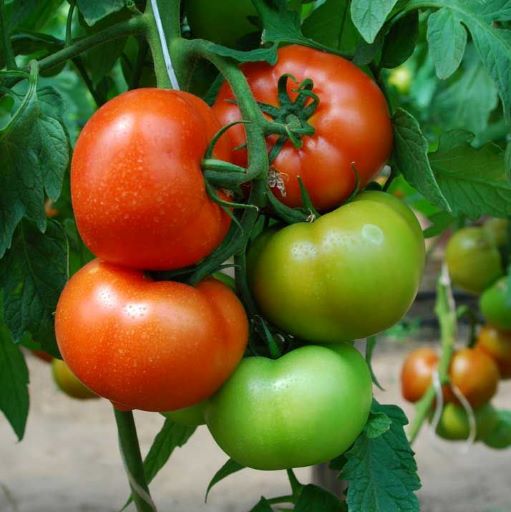 Томат индетерминантный Ралли F1, 10шт семян