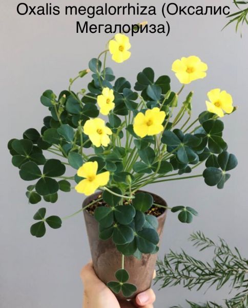 Oxalis megalorrhiza (Оксалис Мегалориза)