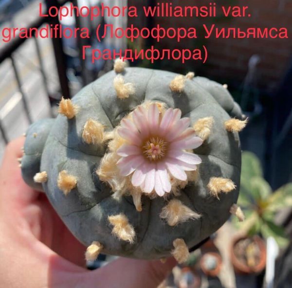 Lophophora williamsii var. grandiflora (Лофофора Уильямса Грандифлора)