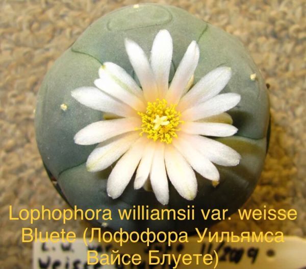 Lophophora williamsii var. weisse Bluete (Лофофора Уильямса Вайсе Блуете)