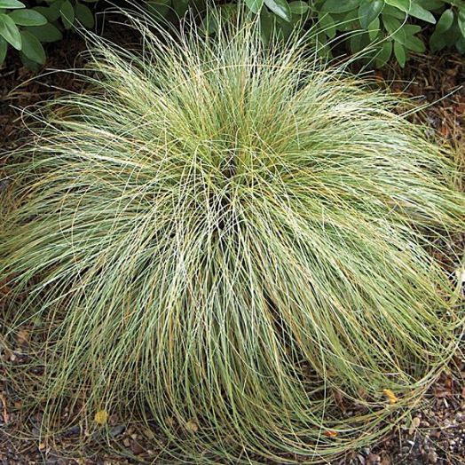 Осока власовидная (Carex comans) Frosted Curls, 100 семян