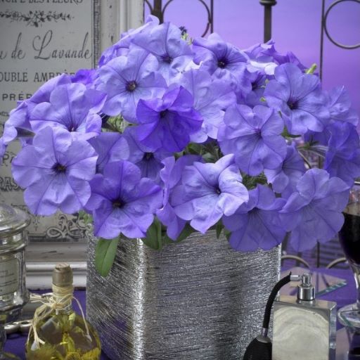 Петуния каскадная (Petunia x hybrida) Evening Scentsation, 50 драже