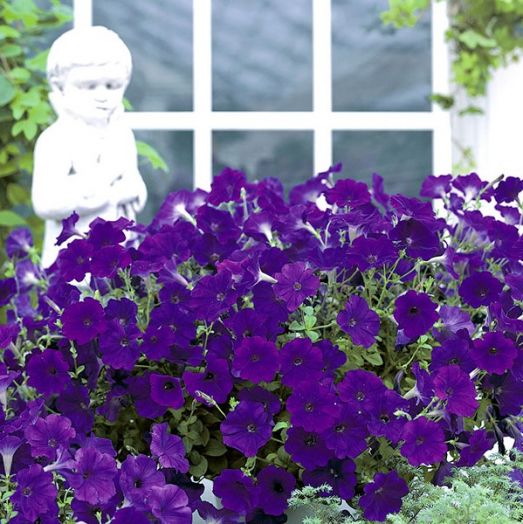 Петуния ампельная (Petunia trayling F1) Opera Supreme Blue, 50 драже