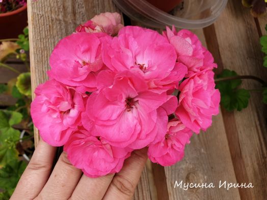 ЮВ_Королевский Шиповник № 0347