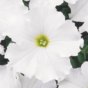 Петуния крупноцветковая (Petunia grandiflora F1) Dreams White, 250 драже