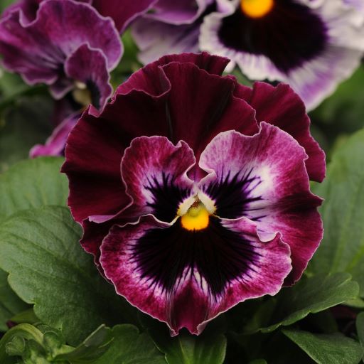 Виола виттрока (Viola x wittrockiana) Frizzle Sizzle Raspberry, 100 семян