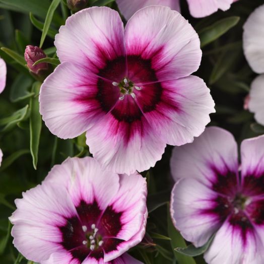 Гвоздика китайская (Dianthus chinensis F1) Corona White Purple Eye, 50 драже