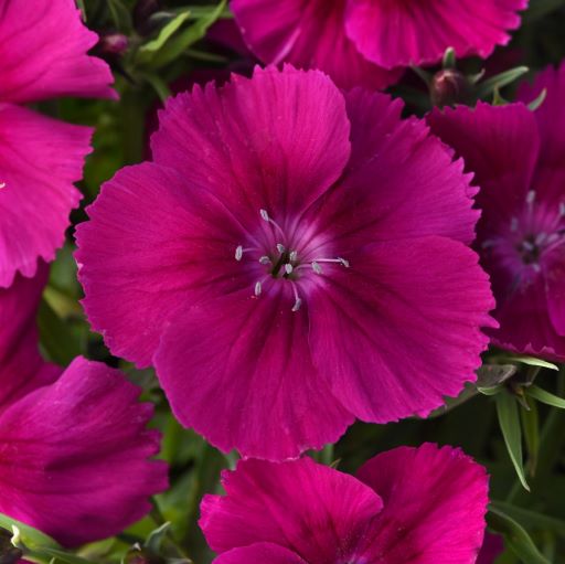Гвоздика китайская (Dianthus chinensis F1) Corona Purple, 50 драже