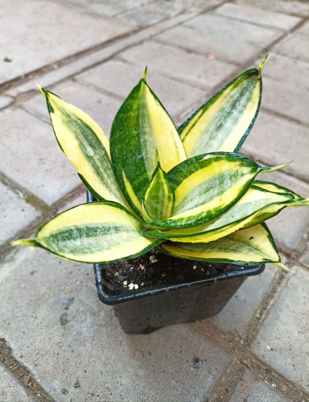 Сансевиерия Ханни Gold