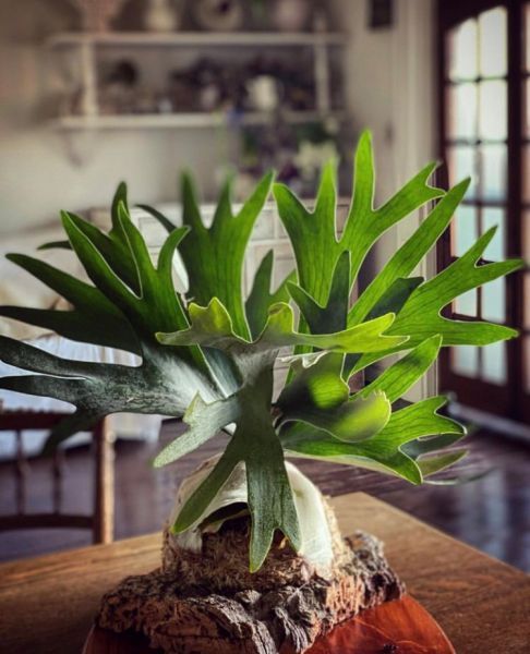 Platycerium bifurcatum