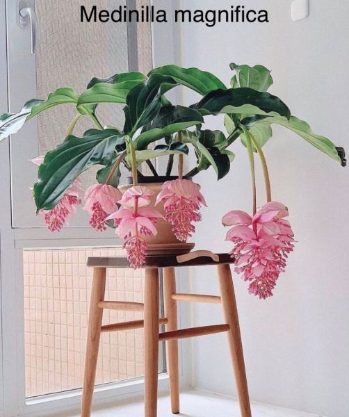 Medinilla magnifica- Мединилла