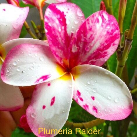 Plumeria Raider