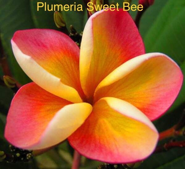 Plumeria Sweet Bee