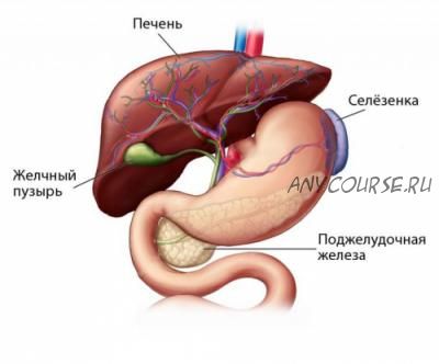 [AST-production] Селезенка и поджелудочная железа