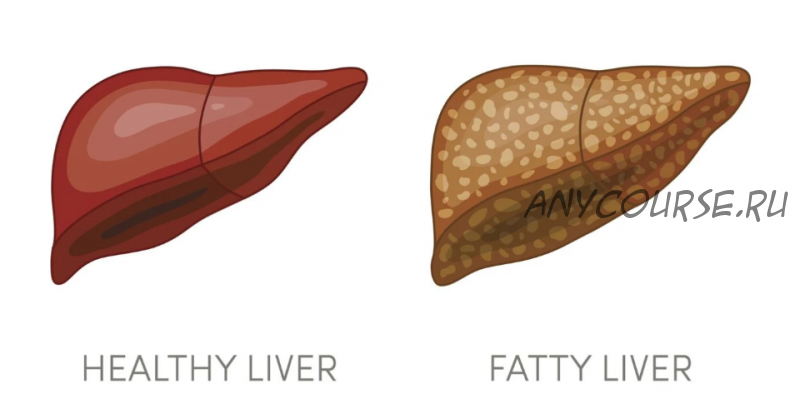 [Sigh Energy] Заживление и регенерация жировой ткани печени | Fatty Liver Healing