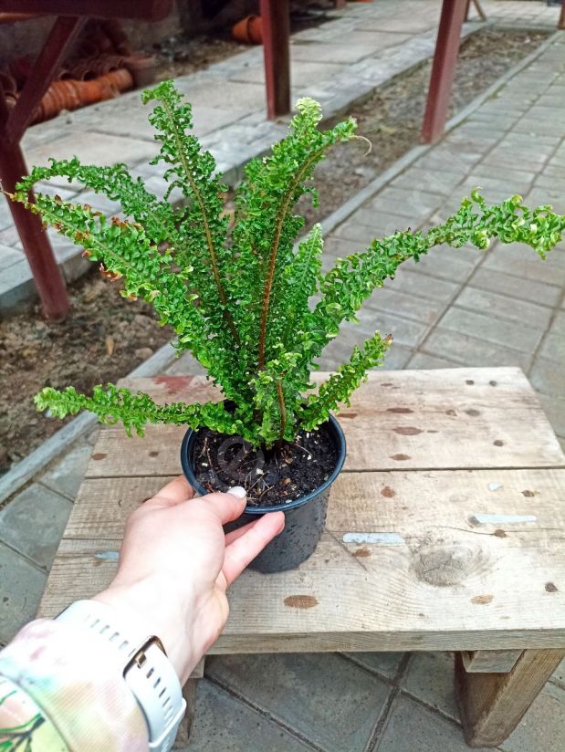 Нефролепис кудрявый