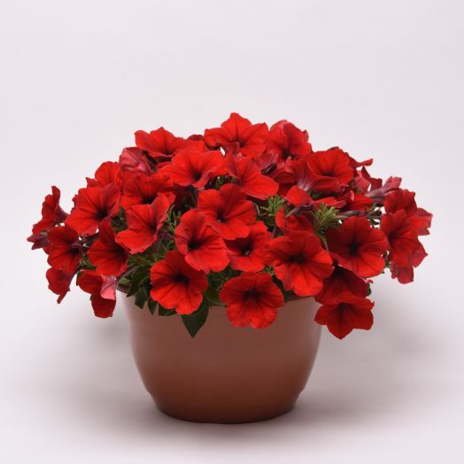 Петуния ампельная (Petunia trayling F1) E3 Easy Wave Red, 50 драже