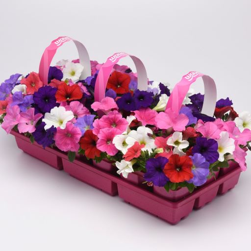 Петуния ампельная (Petunia trayling F1) E3 Easy Wave Mix, 50 драже