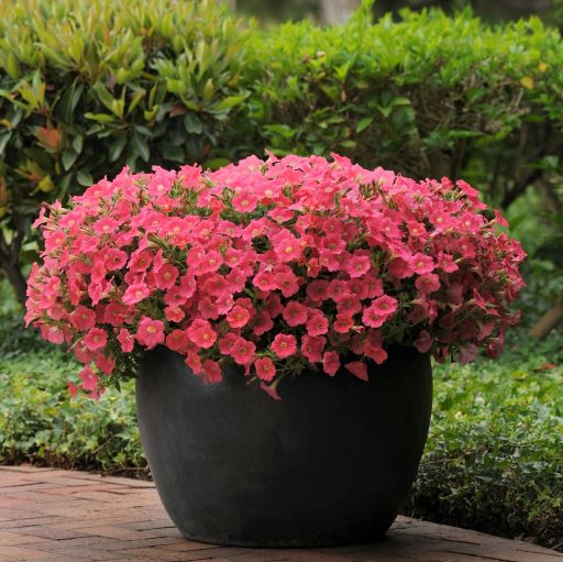 Петуния ампельная (Petunia trayling F1) Shock Wave Coral Crush, 50 драже