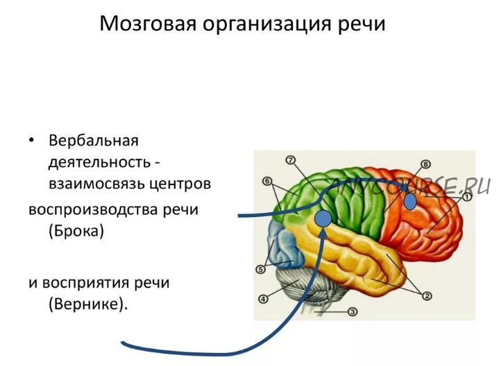 Мозговые механизмы речи (Татьяна Визель)