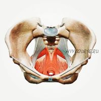 Здоровые мышцы тазового дна за 21 день (Юлия Ландышева)