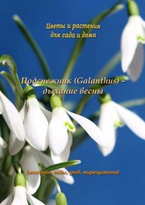 Подснежник (Galanthus) – дыхание весны