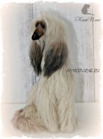 Афганская борзая Атос (Эльвира Супонькина)