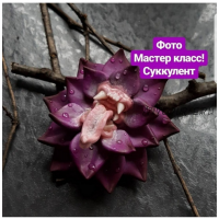 Суккулент Зубоцвет (Анастасия Семан)