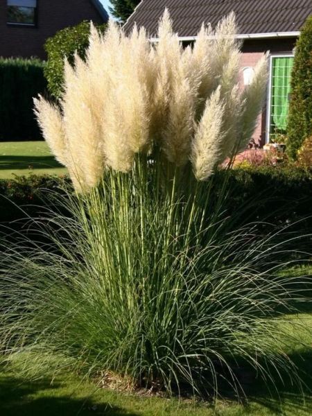 Cortaderia selloana white - Пампасная трава белая