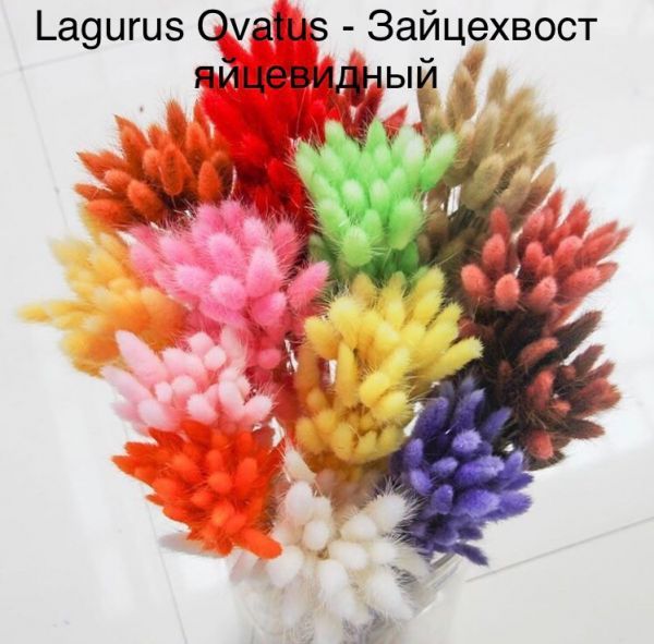 Lagurus Ovatus - Зайцехвост яйцевидный