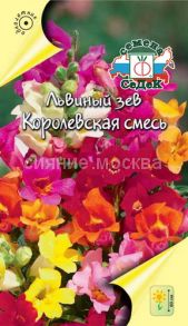 Львиный зев Королевская (СеДеК)