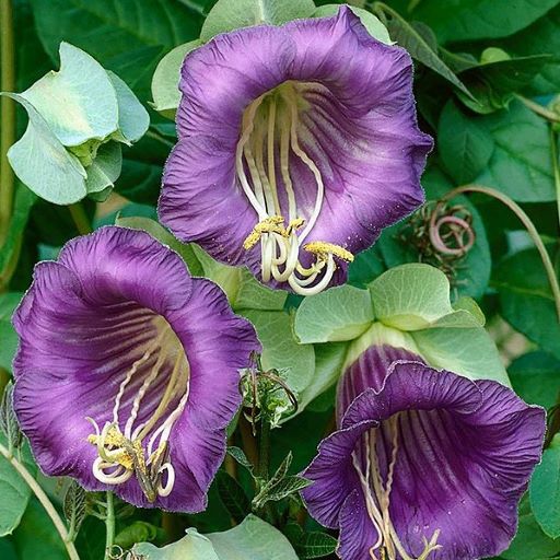 Кобея лазающая (Cobaea scandens) Purple, 1г семян