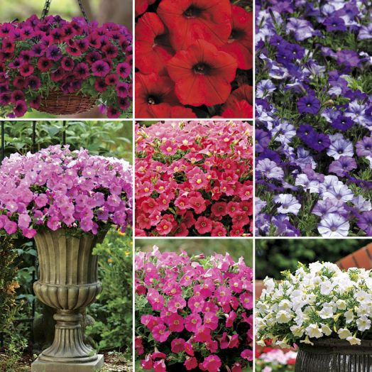 Петуния ампельная (Petunia trayling F1) Shock Wave Mix, 50 драже