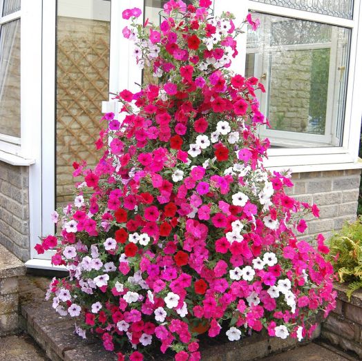 Петуния ампельная (Petunia trayling F1) Tidal Wave Mix, 50 драже