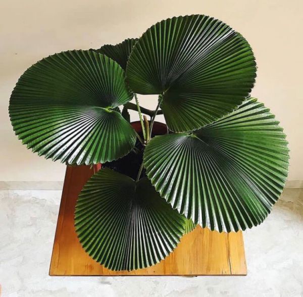 Licuala grandis - Ликуала