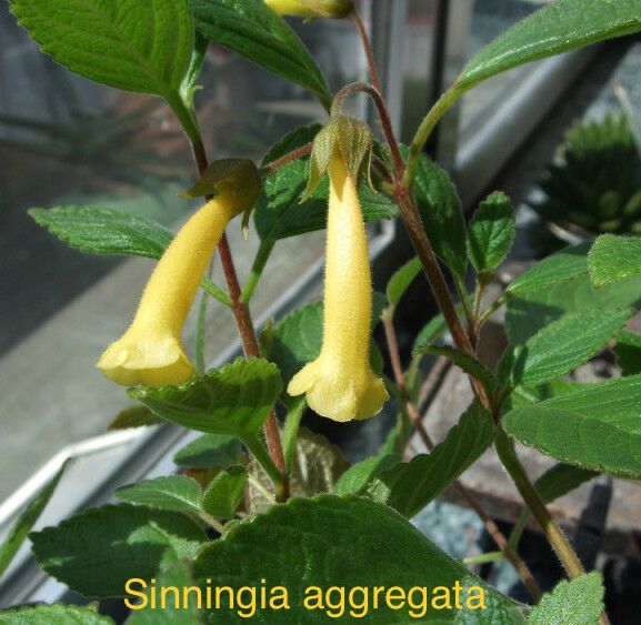 Sinningia aggregata