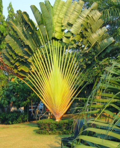 Ravenala madagascariensis - Равенала мадагаскарская