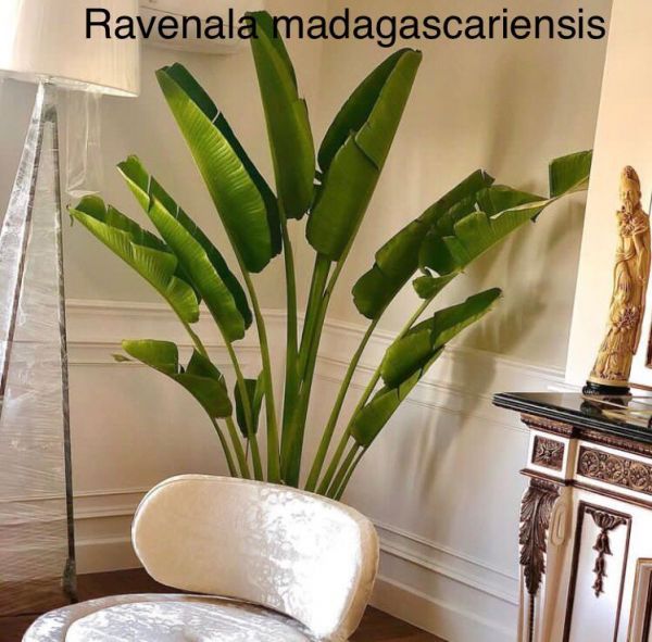 Ravenala madagascariensis - Равенала мадагаскарская