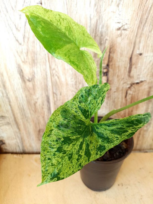 Сингониум Mottled Arrowhead