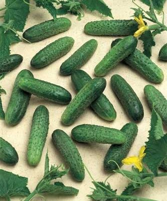 Огурец ГЕРМАН, 250 семян