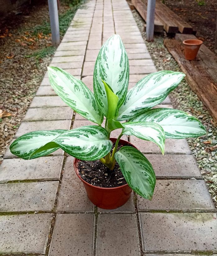 Аглаонема Сильвер Бей (AGLAONEMA 'SILVER BAY')