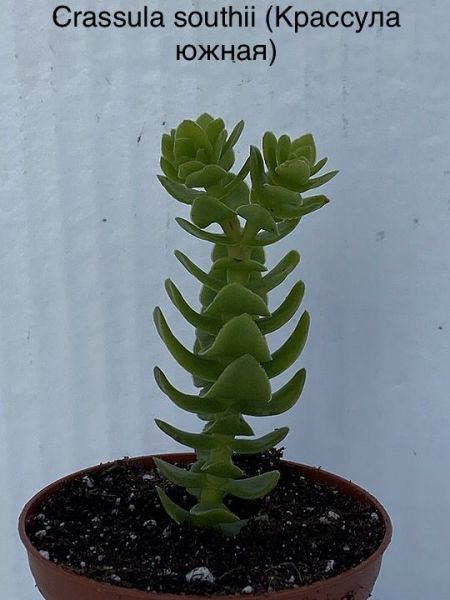 Crassula southii (Крассула южная)