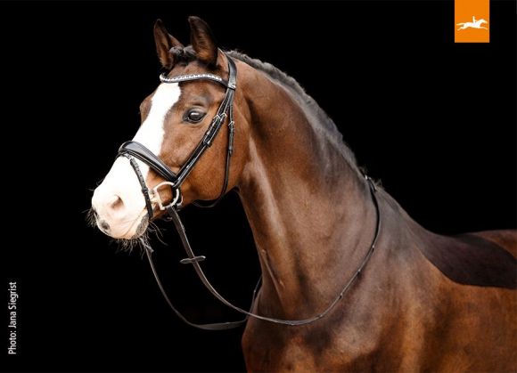 Оголовье трензельное (уздечка) Schockemohle Brantford Anatomical