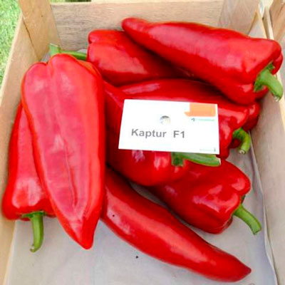 Перец сладкий КАПТУР F1, 500 семян